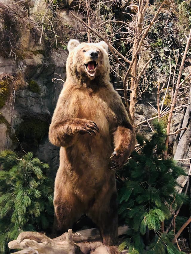 grizzly